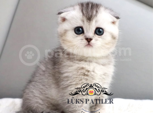 Harika Top Kafacık Silver Scottish Fold Shorthair Ns24 görsel