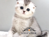 Harika Top Kafacık Silver Scottish Fold Shorthair NS24