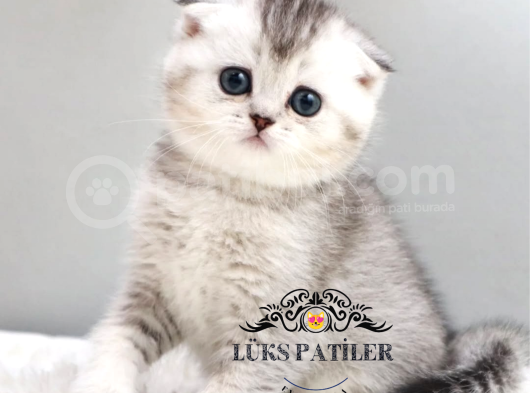 Harika Top Kafacık Silver Scottish Fold Shorthair Ns24
