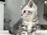 Özenle Yetiştirilmiş Silver British Shorthair Ns24