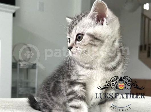 Özenle Yetiştirilmiş Silver British Shorthair Ns24 görsel