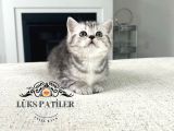 Özenle Yetiştirilmiş Silver British Shorthair NS24