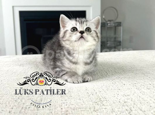 Özenle Yetiştirilmiş Silver British Shorthair Ns24