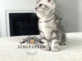 Özenle Yetiştirilmiş Silver British Shorthair Ns24