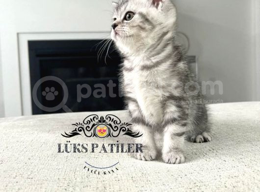 Özenle Yetiştirilmiş Silver British Shorthair Ns24 görsel