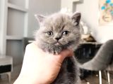 A kalite özel tür Cüce kedi