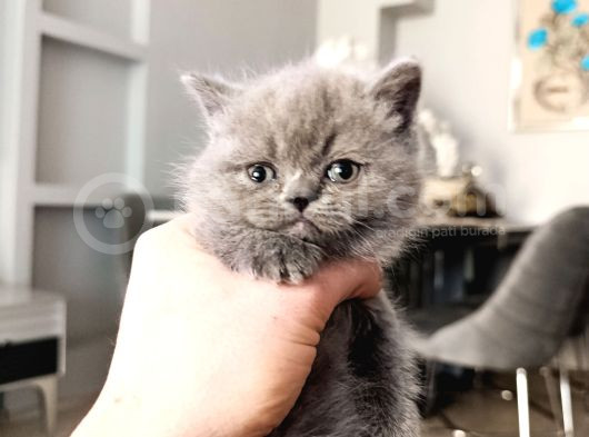 A Kalite Özel Tür Cüce Kedi