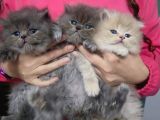 A kalite british longhair bebeklerimiz