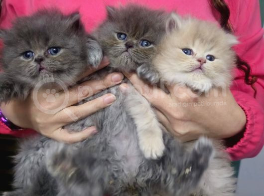 A Kalite British Longhair Bebeklerimiz