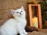pamuğumuz Mavi Göz NS1133 British Shorthair