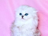Beyaz Yumak NS1133 Scottish Fold Longhair