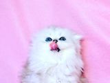 Beyaz Yumak Ns1133 Scottish Fold Longhair