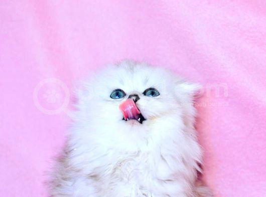 Beyaz Yumak Ns1133 Scottish Fold Longhair görsel