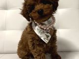 zİYARETE AÇIK GÖZ ALICI GÜZELLİKTEKİ POODLE BEBEKLERİM