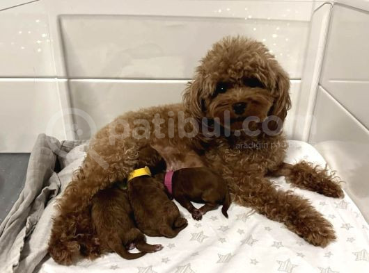 Zi̇yarete Açik Göz Alici Güzelli̇kteki̇ Poodle Bebekleri̇m görsel