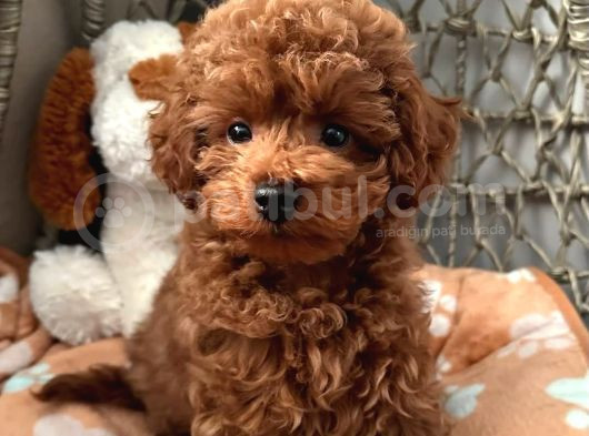 Zi̇yarete Açik Göz Alici Güzelli̇kteki̇ Poodle Bebekleri̇m görsel