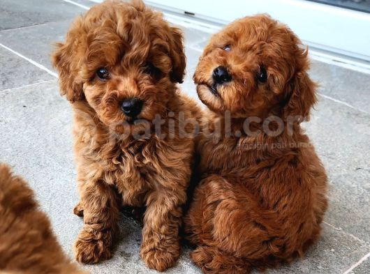 Zi̇yarete Açik Göz Alici Güzelli̇kteki̇ Poodle Bebekleri̇m görsel