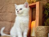 Pamuğumuz Mavi Göz Ns1133 British Shorthair
