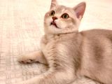 Kedi