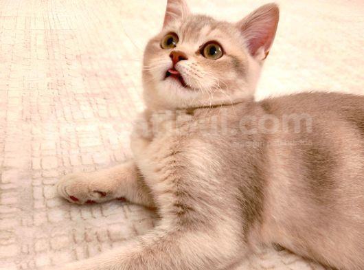 Kedi görsel