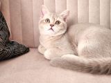 Kedi