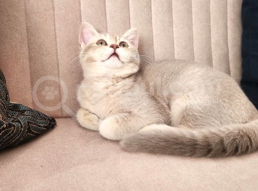 Kedi görsel