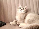 Kedi