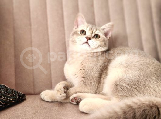 Kedi
