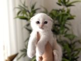 First Class Scottish Fold Yavrularimiz
