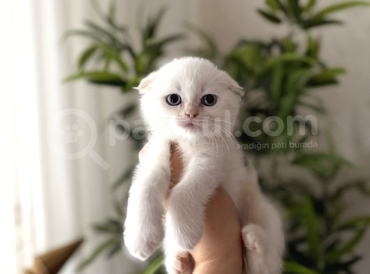 First Class Scottish Fold Yavrularimiz görsel