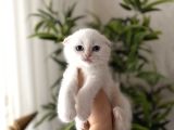 First Class Scottish Fold Yavrularimiz
