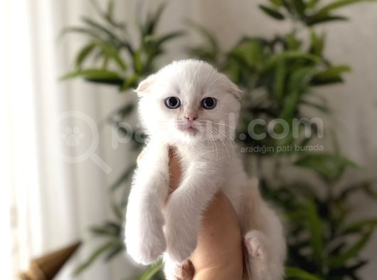 First Class Scottish Fold Yavrularimiz görsel