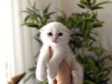 First Class Scottish Fold Yavrularimiz