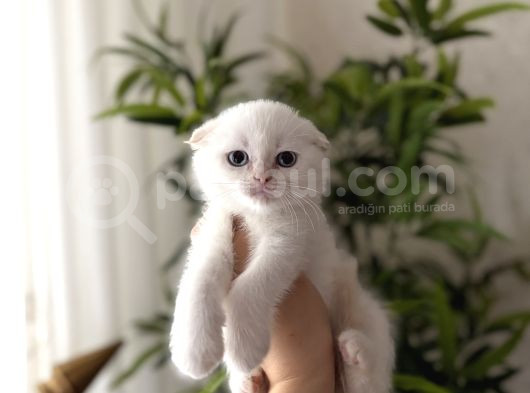 First Class Scottish Fold Yavrularimiz görsel