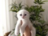First Class Scottish Fold Yavrularimiz