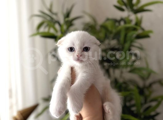 First Class Scottish Fold Yavrularimiz görsel