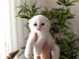 FIRST CLASS SCOTTISH FOLD YAVRULARIMIZ