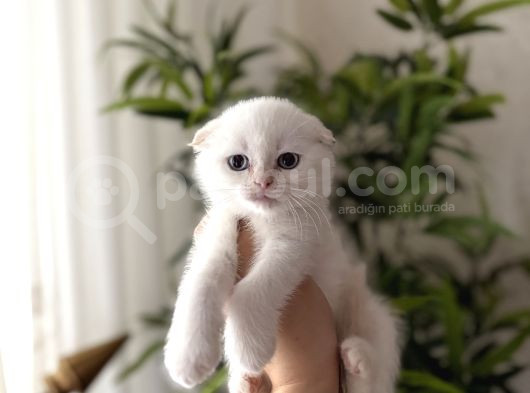 First Class Scottish Fold Yavrularimiz
