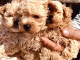 ENNNNNNNN SEVİMLİ mALTİPOO BEBEKLER BÜYÜDÜÜÜÜÜÜ
