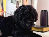 En uygun fiyata toy poodle yavruları