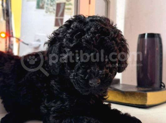 En uygun fiyata toy poodle yavruları