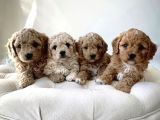 Original Parti Color Maltipoo Yavruları