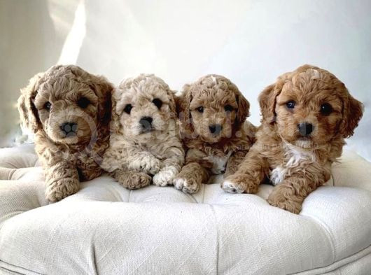 Original Parti Color Maltipoo Yavruları görsel