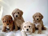 Original Parti Color Maltipoo Yavruları