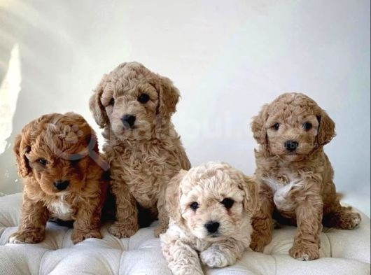 Original Parti Color Maltipoo Yavruları görsel