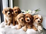 Original parti color maltipoo yavruları