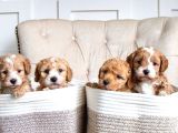 Original Parti Color Maltipoo Yavruları