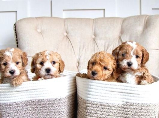 Original Parti Color Maltipoo Yavruları görsel