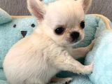 Xxs Teacup Chi̇vava
