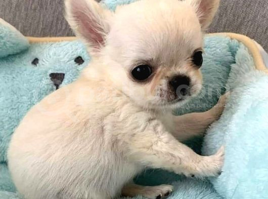 Xxs Teacup Chi̇vava görsel